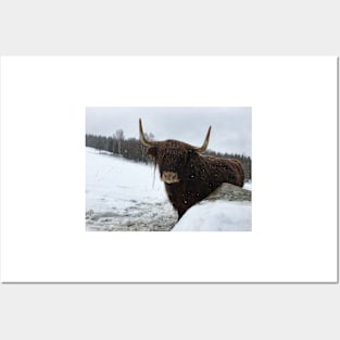 Scottish Highland Cattle Cow 2306 Posters and Art